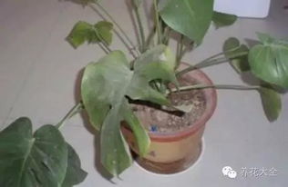绿萝腐烂，多菌灵消毒也行