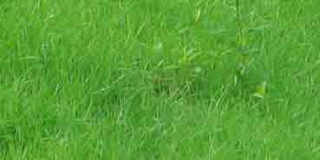 草坪地下虫害， 药剂来解忧