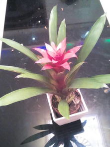 植物叶子打卷了是缺水了吗