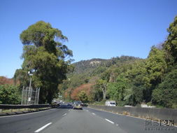 公路绿化树种大盘点