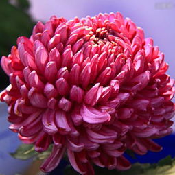 小花大花巨花，花名何意