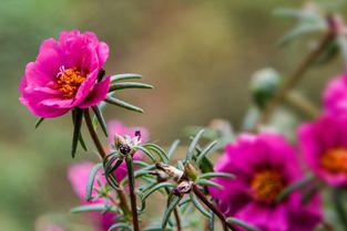 “花开坚强，花语传递力量
