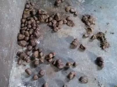 猪粪便为何会变得如此干结？治疗方法究竟是什么？