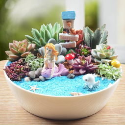 多肉植物：矮盆的活力之选