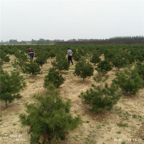 价格的影响因素