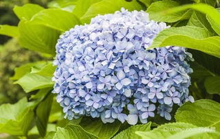 一、绣球花的花语