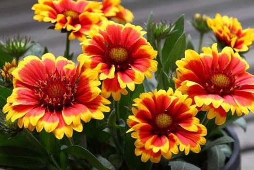 懒散养护， 植物的另类活力