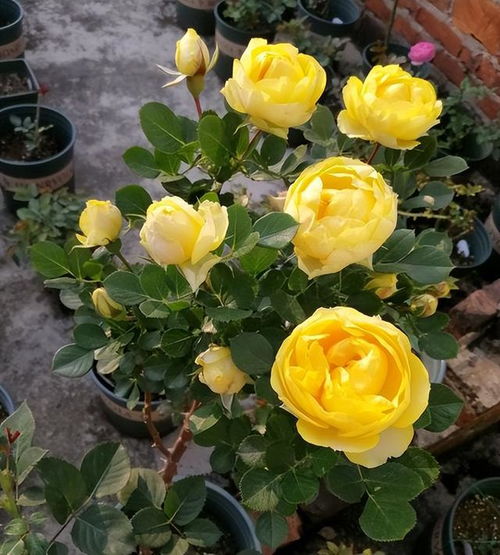 月季花对土壤要求严格，如何选择最适合的养土至关重要