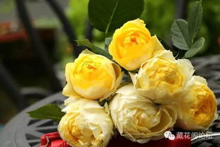 缓释肥与速效肥的搭配