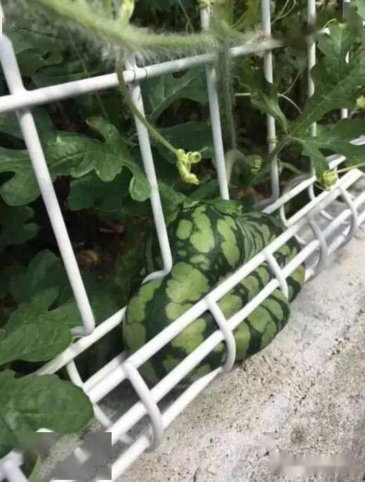 视频链接：西瓜视频，kan高清内容