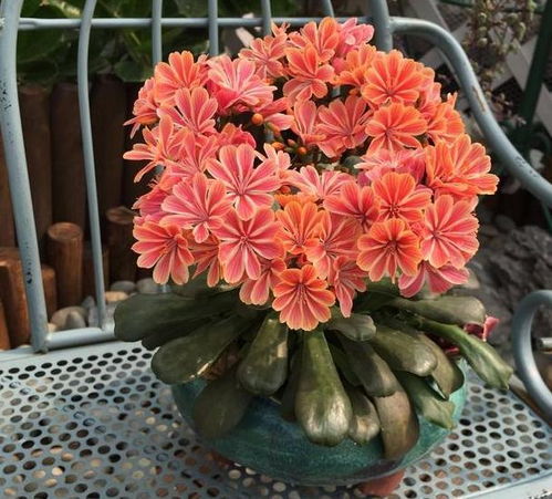 “丽娜莲：网红花卉，爆款花界新宠”
