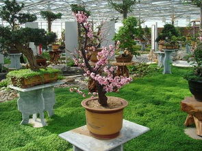 二、 花卉大观园门票价格大揭秘