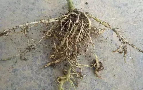 黑线虫杀虫剂是如何通过什么原理和成分有效杀死土壤中的黑线虫的？
