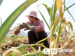 八月炸怎么种才能产量高？老农分享种植小技巧