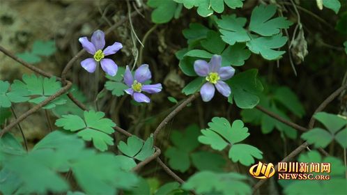 紫藤绿叶映碧空