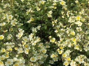 黄刺梅种植的“秘密基地”