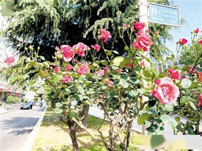 建设月季之城，还需多方努力