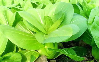 朱丽叶， 那可是月季界的女王哦