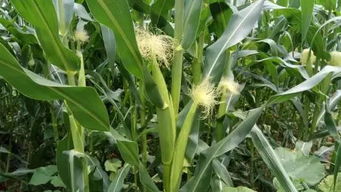 吡虫啉和叶面肥的搭配