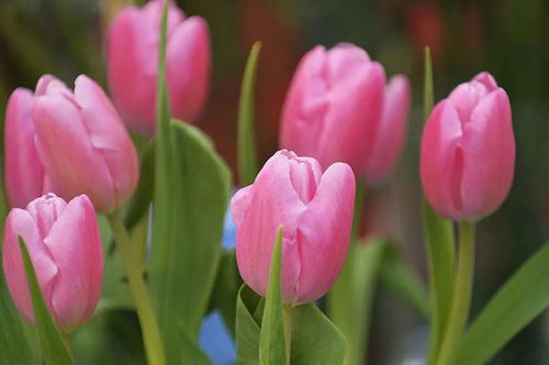 多肉组合：别小堪这些萌物