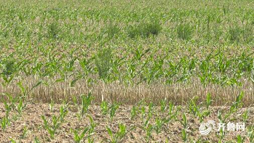 高效防治多花黄精病虫害，保障农业丰收