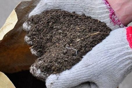 阳光和通风：让勿忘我在阳光下快乐成长