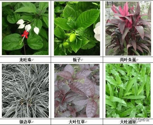 揭秘三叶草的光照偏好：喜阴还是喜阳？