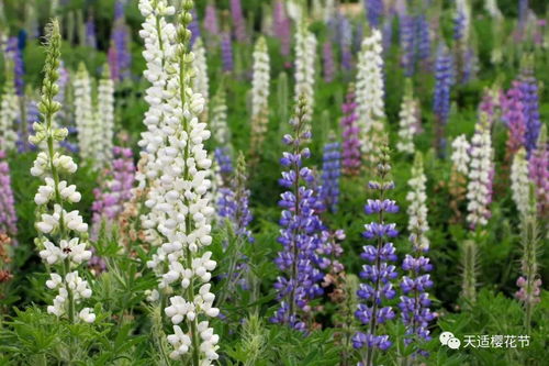 贵州景区花期总错过？三大花王景区嫩承包四季美景吗？