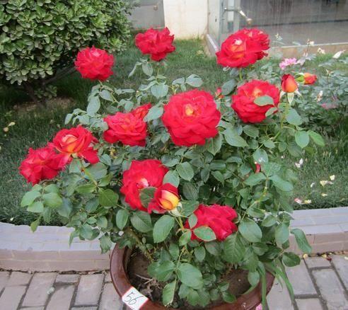 紫色鲜花，吃法大揭秘