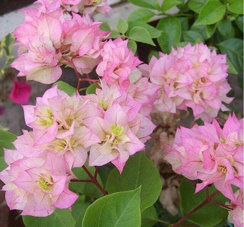 宝莲灯花，为何绿得如此神秘