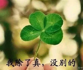 四叶草的传说中，它那幸运与希望的神奇力量是如何被发现的呢