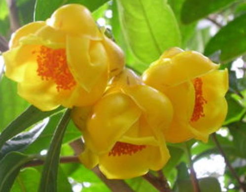 黑骨茶：神秘爆款茶花，独特植物珍品
