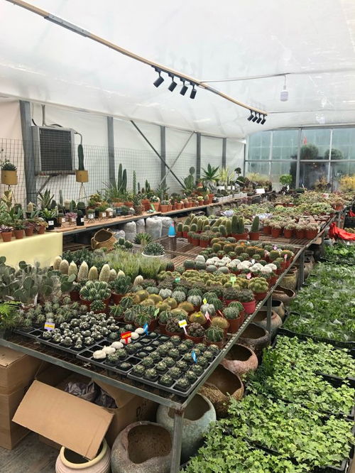 花卉市场批发的优势