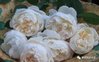 梦之蕾， 清新素雅，花型优雅