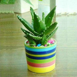 虎尾兰（认准短叶金星款）