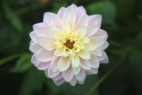 揭秘春季公园花卉盛宴：揭秘春天公园里绽放的奇妙花朵