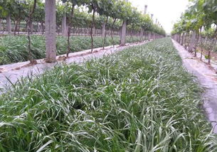 校园适合种植的草类