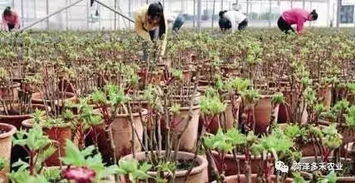 盆栽桃花栽种管理要点：掌握土壤、光照、浇水等基本要素