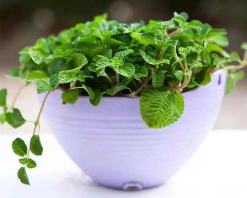 耐水湿的植物小嫩手