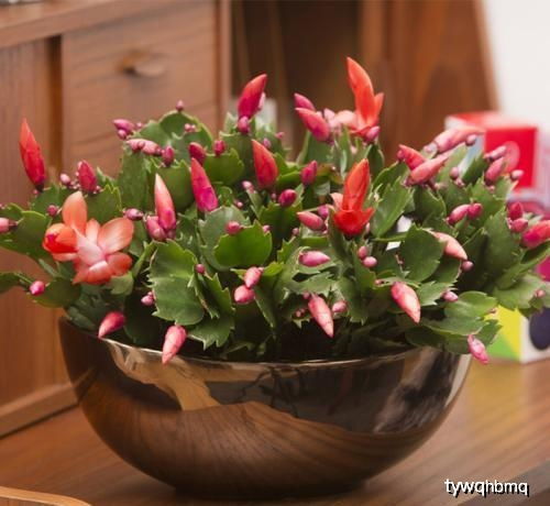 了解花卉特性，选择合适的种子