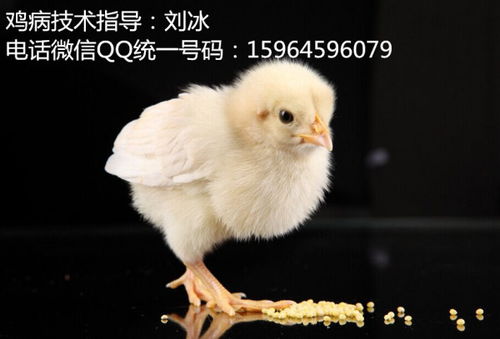 肉鸡呼噜病因及防治策略
