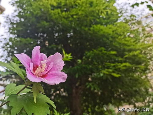 木槿花，传说中守护爱情的神秘之花