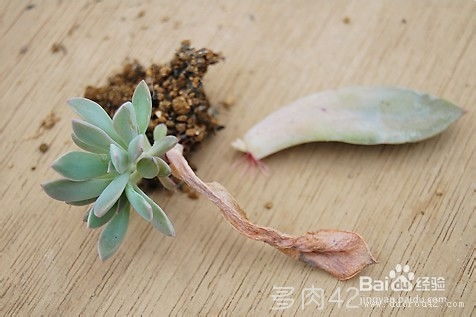 玉露叶插繁殖步骤详解，如何正确进行玉露植物的叶插繁殖