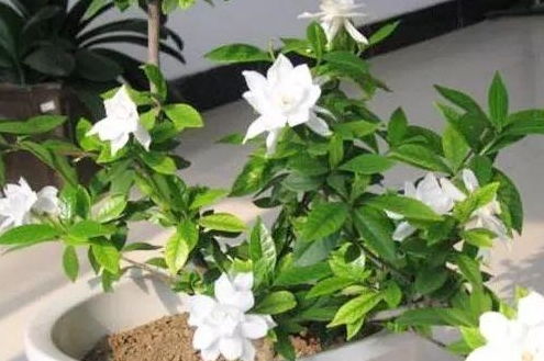 夏天养花，为什么花儿总是死苗？