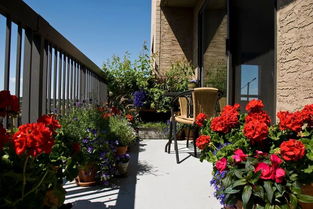 岷江蓝雪花：耐晒高手