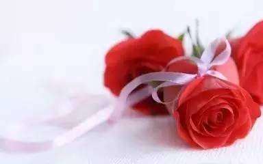 玫瑰花为什么容易蔫？水分流失速度惊人