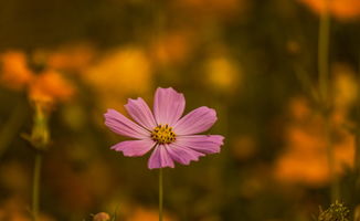 路边花儿的秘密大揭秘