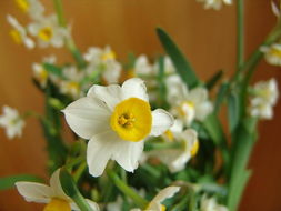 水仙花的神秘花开时间