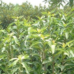 法国冬青Zuo绿篱， 种得密密麻麻才好kan