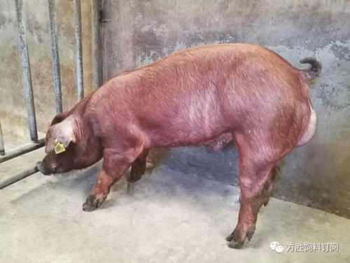 纯种杜洛克公猪价格是多少？种公猪饲料配方及喂量如何确定？
